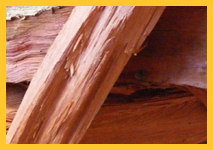 Red Saligna fireplace Firewood